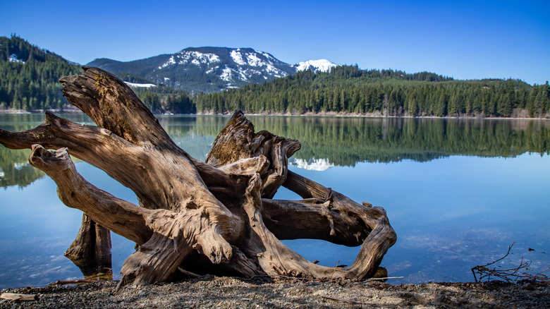 Driftwood with the lake and greenery in the background at Lake Easton State Park, Washington