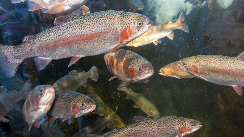 A school of rainbow trout swims in cold water