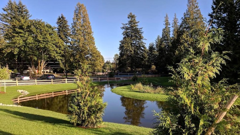 water surrounded by trees in Covington Community Park, Washington
