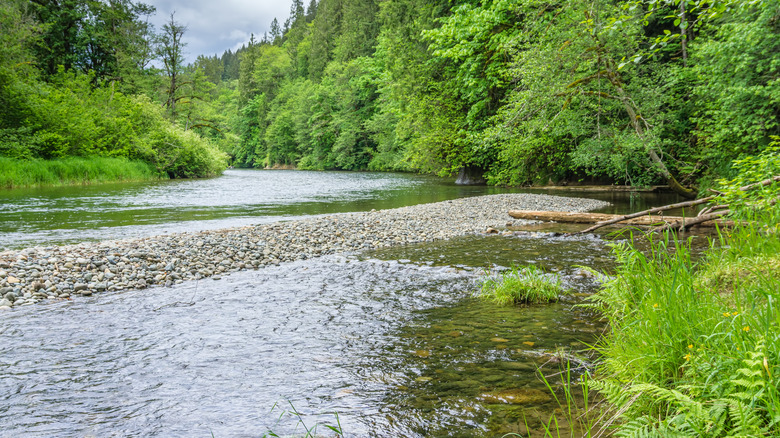 The Green River flows through evergreen forest in Auburn, Washington