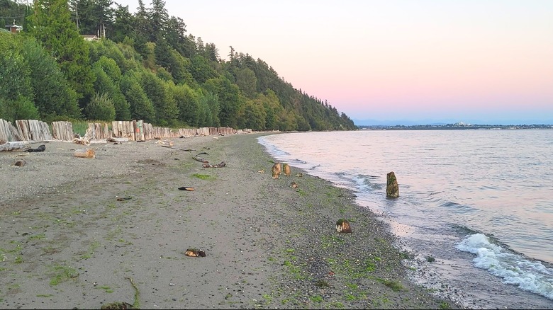 A rocky beach with evergreen trees on Puget Sound with the glow of a sunset near Tulalip, Washington