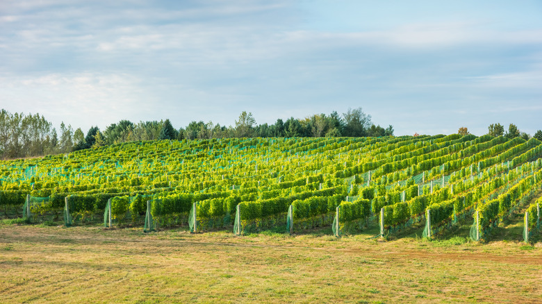 Grapes in a field in Michigan