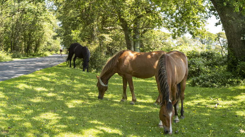 View of the New Forest ponies grazing near Brockenhurst