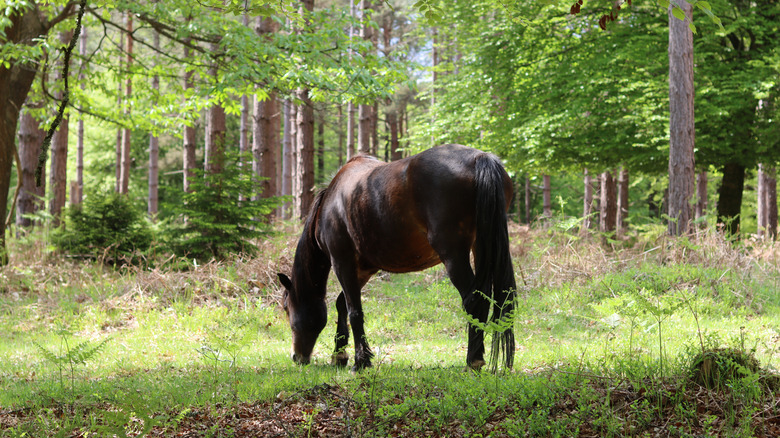 A dark brown horse grazing in New Forest National Park