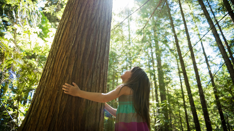 Young girl looks up at cedar tree