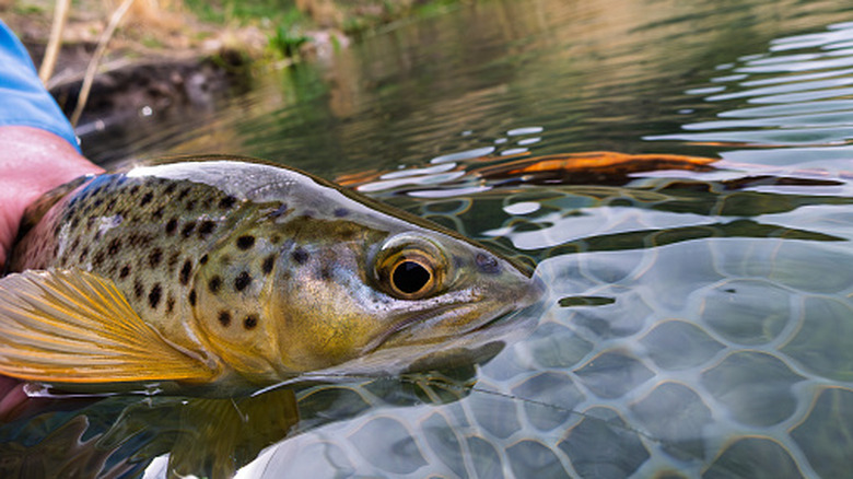Close-up of brown trout before being released back into water