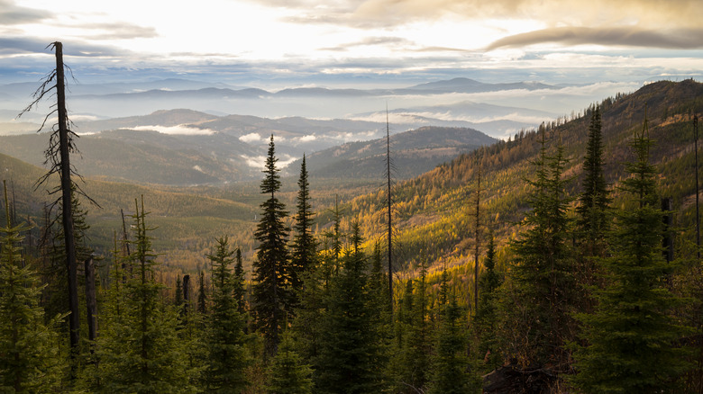 Arial view of the Colville National Forest near Republic