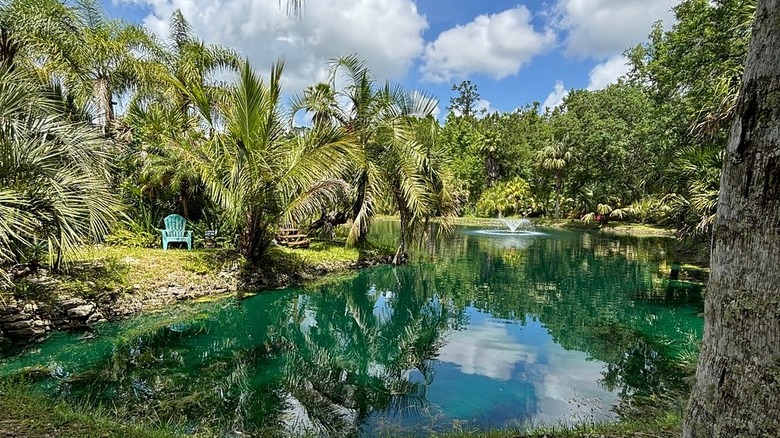 A lake with a fountain flanked by palm trees