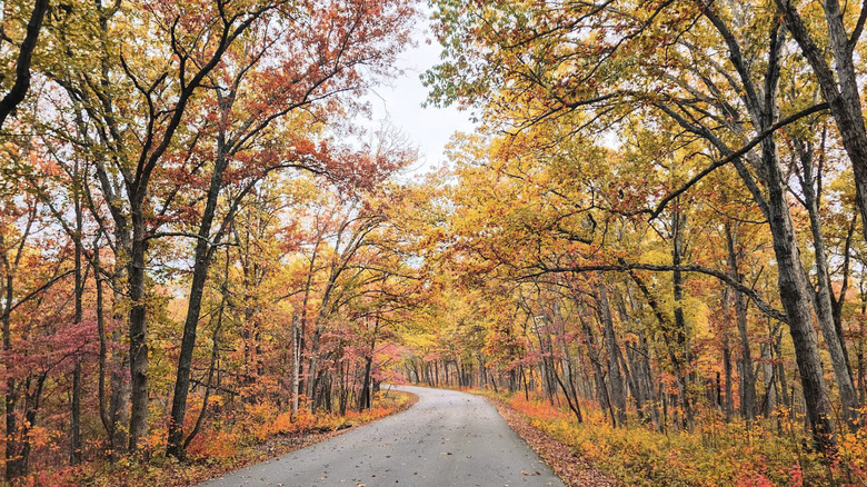 A pathway surrounded by fall foliage in Cuivre River State Park, Troy, Missouri