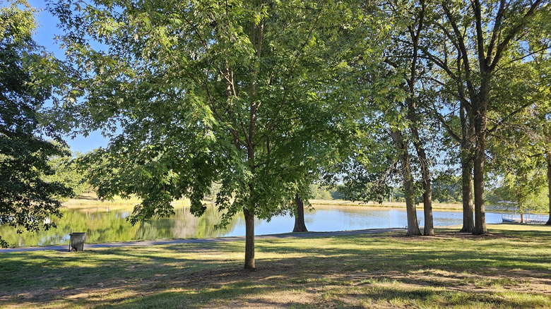 Trees by the lakeside at Proctor Park in California, Missouri