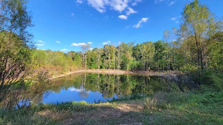 Trees reflecting on a small pond at Young Conservation Area in Missouri, surrounded by woodlands and a grassy shoreline.