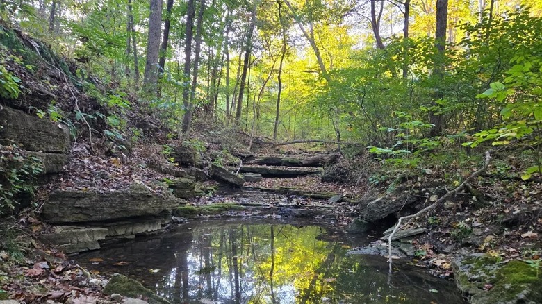 A small stream at Young Conservation Area in Missouri, surrounded by a rocky creek bed and woodlands.