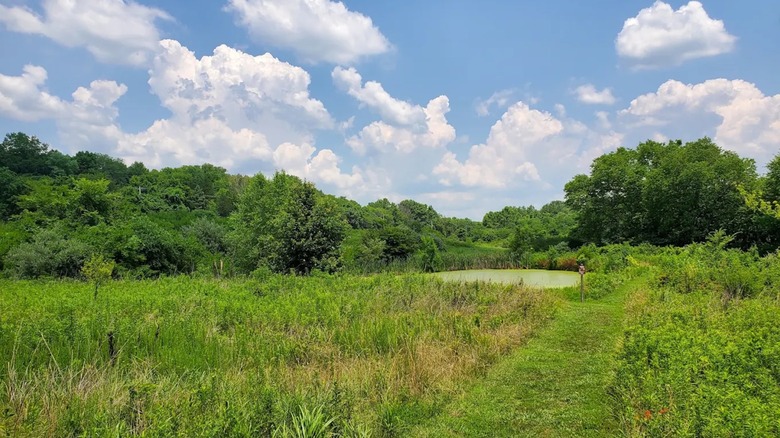 A grassy meadow at Young Conservation Area in Missouri, featuring a small pond and woodlands in the distance.