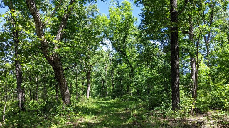 view of woods in Little Indian Creek Conservation Area