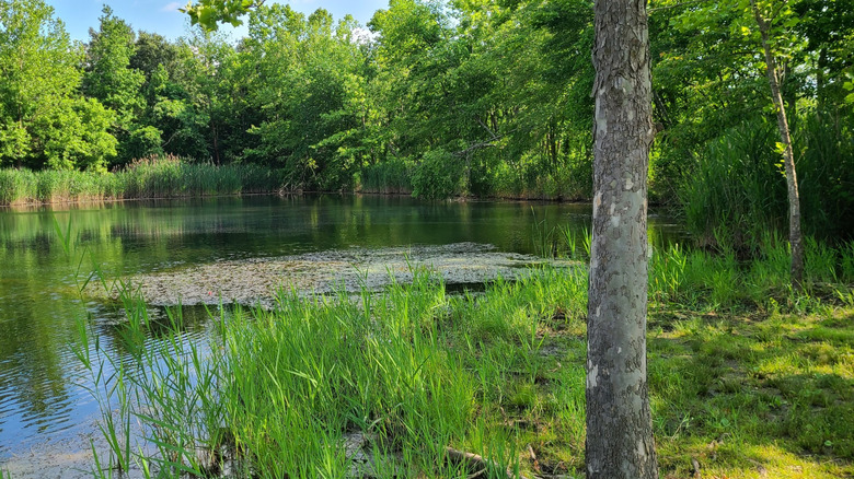 One of the lakes at Sahara Woods State Recreation Area