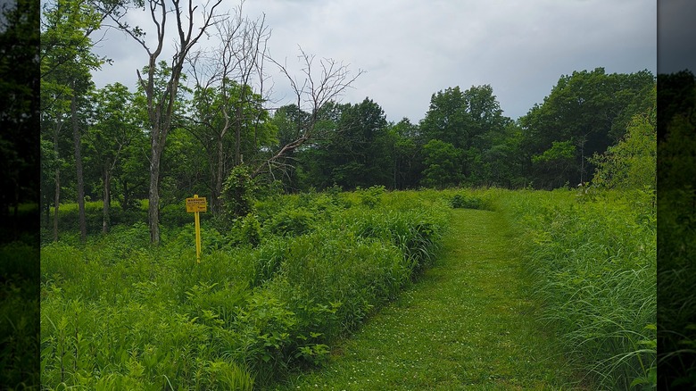 A mowed walking path through tall green grass at the H&B Bremer Sanctuary
