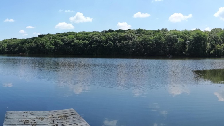 A line of trees across from Carlinville Lake