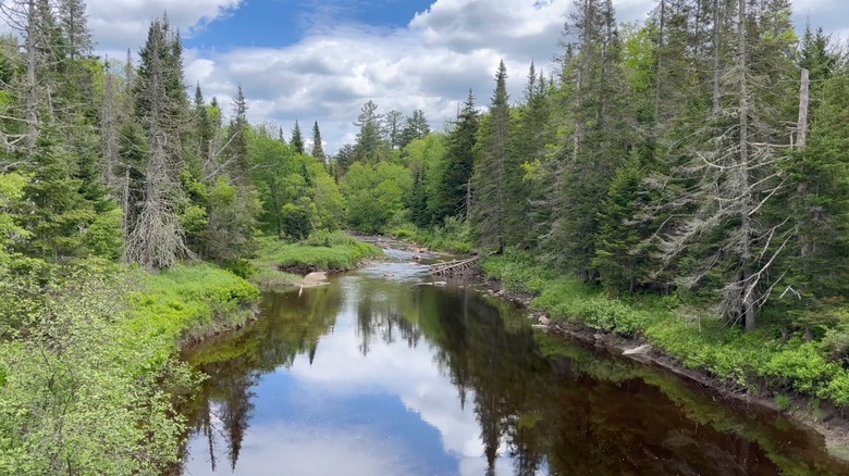 A creek lined with spruce trees in Ferris Lake Wild Forest, Adirondacks, New York State