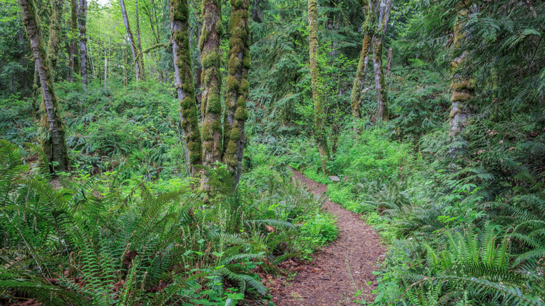 A trail through the forest at Anderson Landing Preserve in Silverdale, Washington.