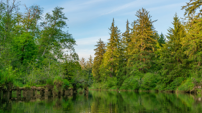 The Chehalis River With old logging docks near Montesano, Washington