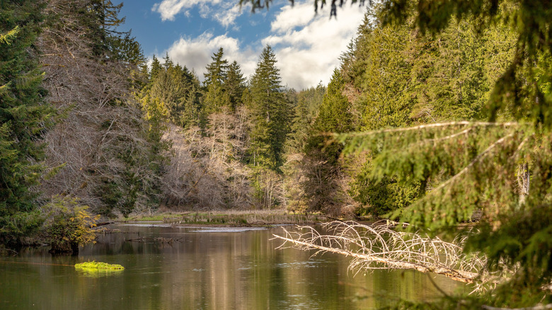 Late afternoon sun shines on Lake Sylvia in Montesano