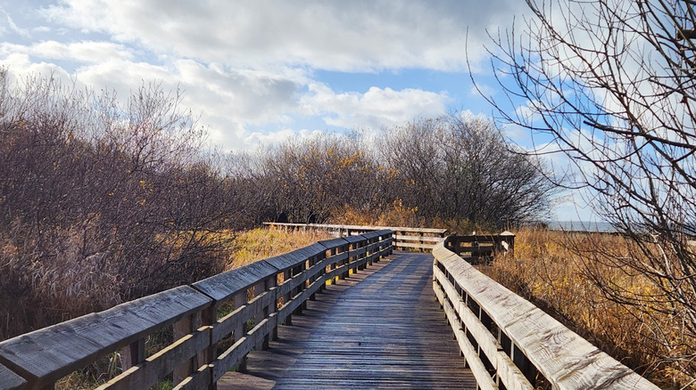 Wooden boardwalk winding through marshland at Grays Harbor National Wildlife Refuge in Hoquiam, Washington