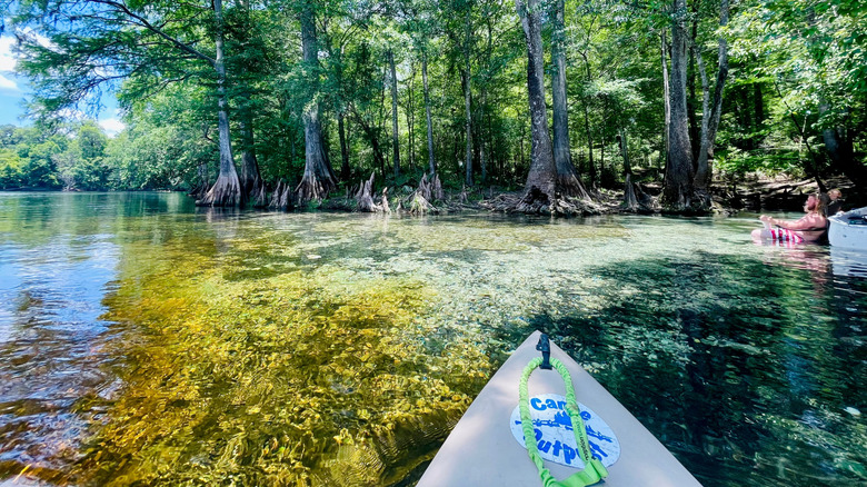 A paddleboard in clear waters with cypress trees