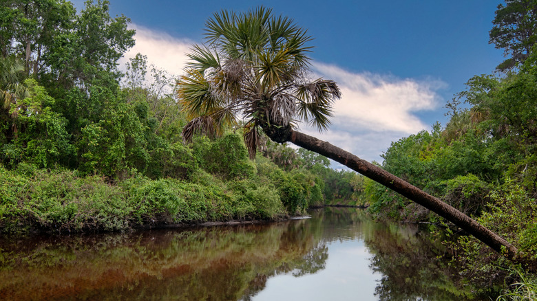 Calm Manatee River within the Rye Preserve