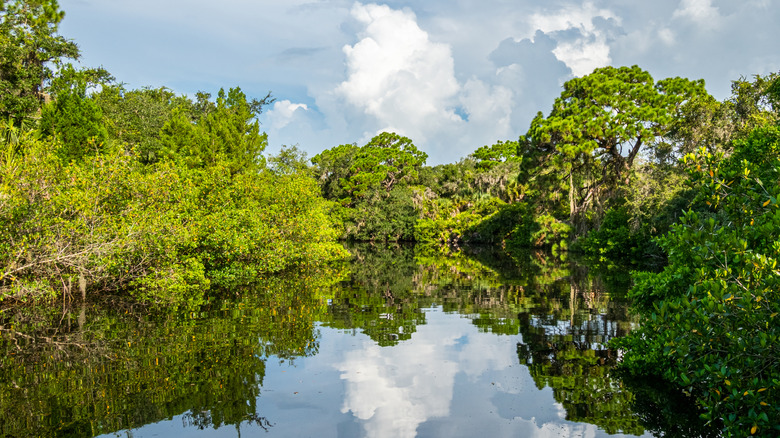 South Creek in Oscar Scherer State Park, Florida, surrounded by verdant greenery