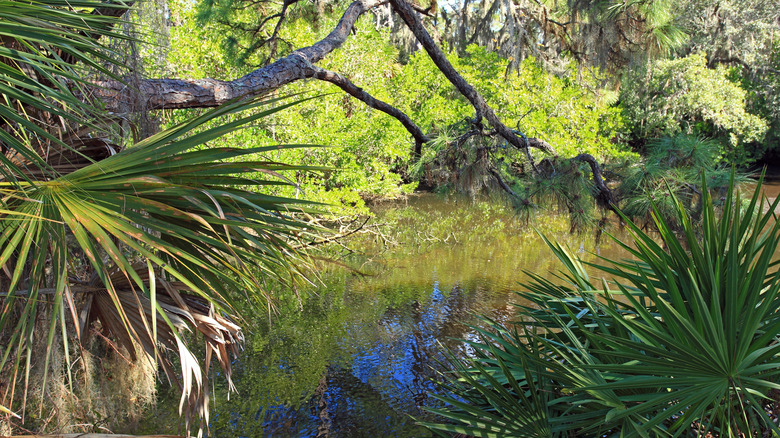 Greenery surrounding a body of water at Oscar Scherer State Park, Florida