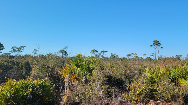 Shrubs in Oscar Scherer State Park, Florida