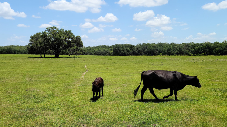 Cattle in a pasture of the Gilley Creek Tract in Florida