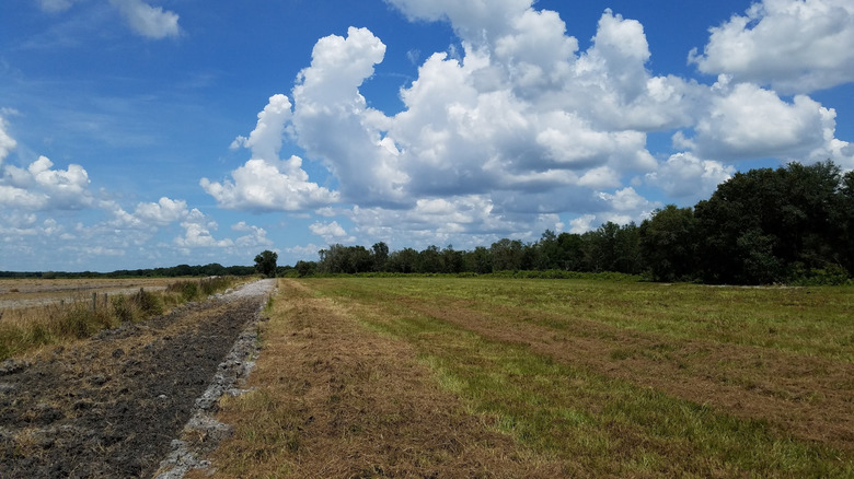 Multi-use trail through pasture in the Gilley Creek Tract in Florida