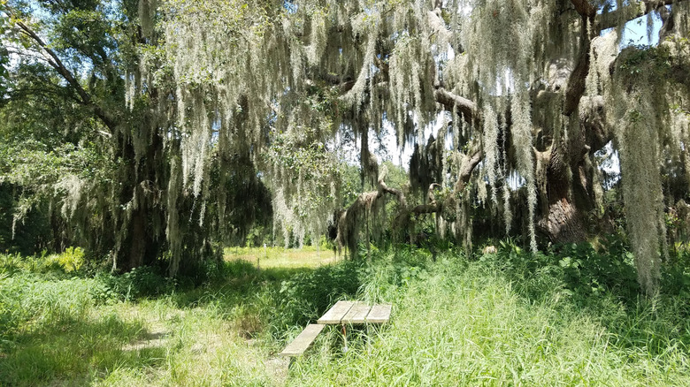 Trees with hanging moss in the Gilley Creek Tract in Florida