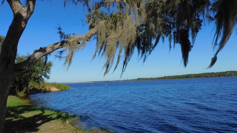 A tree with Spanish moss hanging over Lake Manatee