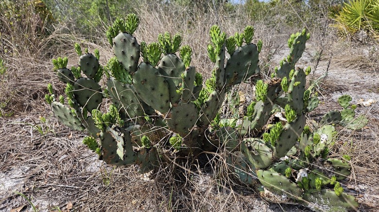 A prickly pear within Wingate Creek Stater Park