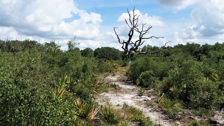 A trail within Wingate Creek State Park