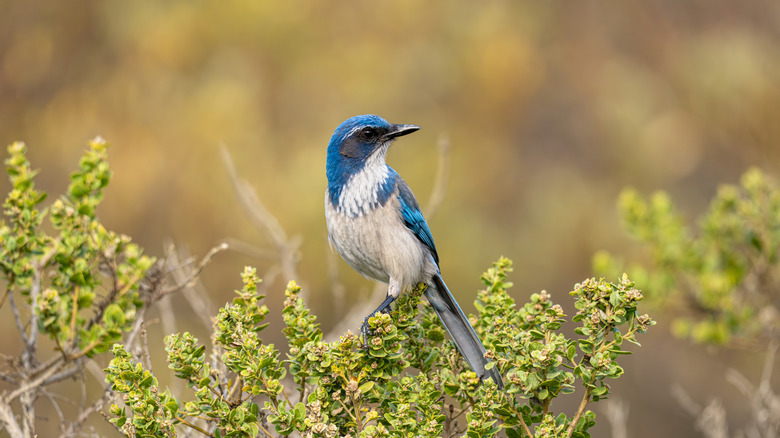 The Florida Scrub Jay on a low scrub bush