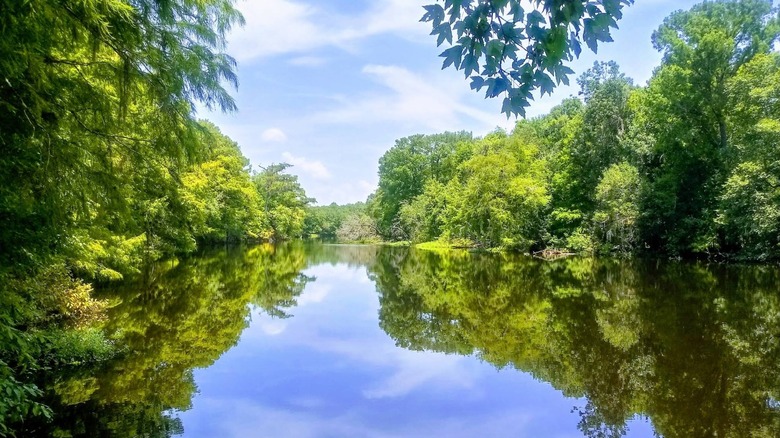 Potts Preserve in Florida, with a waterway surrounded by trees, reflected on its surface