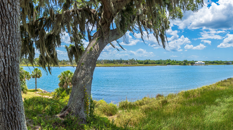 Grassy shores with trees on a sunny day by the Crystal River Archaeological State Park.