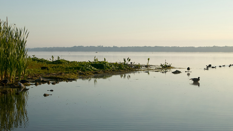 Coastline of Lake Panasoffkee Wildlife Management Area with ducks in the water.