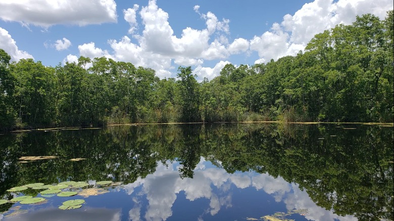 Chassahowitzka Wildlife Management Area in Florida