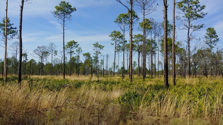 Chassahowitzka Wildlife Management Area in Florida