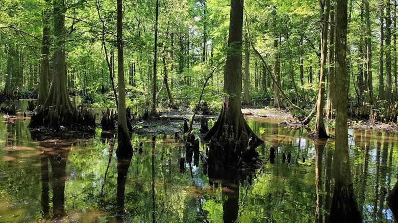 Trees in shallow water at the Flying Eagle Wildlife Preserve