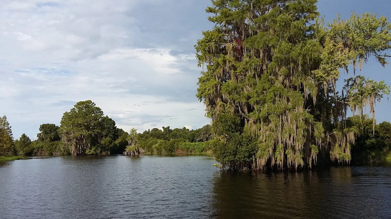 Trees surrounding a lake in Flying Eagle Wildlife Preserve