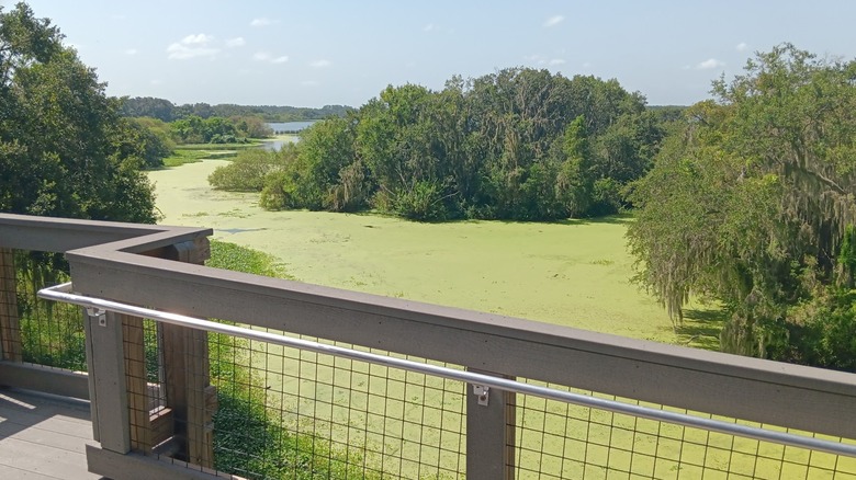 Edward Medard Conservation Park in Florida
