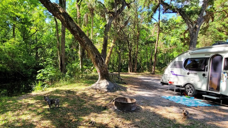 Two dogs at a Colt Creek State Park campsite in Florida with a small vintage camper in the background