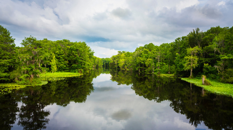 The scenic Withlacoochee River running through Withlacooche River Park, Florida