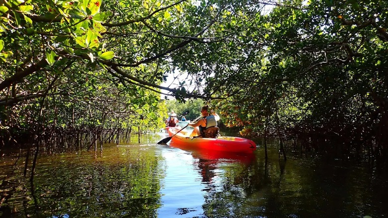 Someone kayaking through mangrove trees with Gulf Coast Kayak