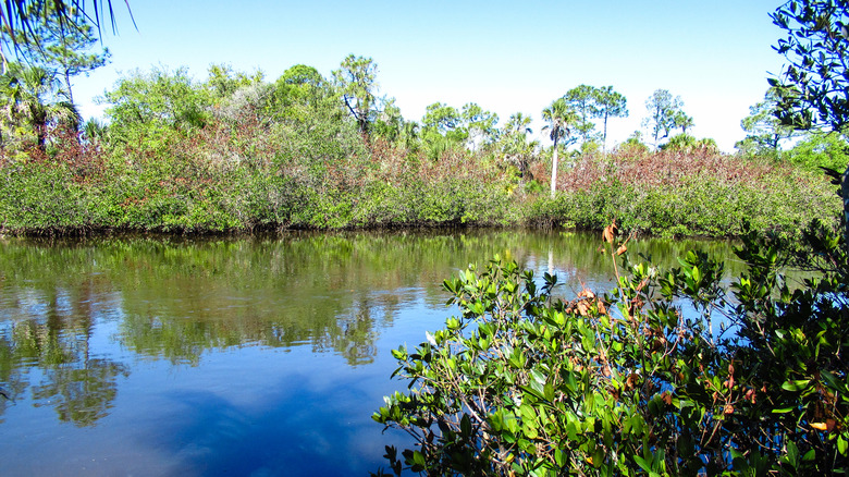 Werner-Boyce Salt Springs State Park